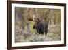 Moose, Alces alces, bull in fall, Grand Teton National Park, Wyoming-Richard & Susan Day-Framed Photographic Print