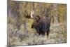 Moose, Alces alces, bull in fall, Grand Teton National Park, Wyoming-Richard & Susan Day-Mounted Photographic Print