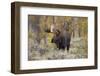 Moose, Alces alces, bull in fall, Grand Teton National Park, Wyoming-Richard & Susan Day-Framed Premium Photographic Print