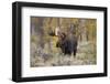 Moose, Alces alces, bull in fall, Grand Teton National Park, Wyoming-Richard & Susan Day-Framed Photographic Print