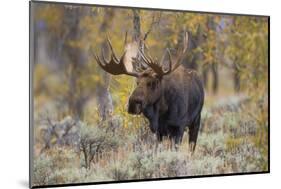 Moose, Alces alces, bull in fall, Grand Teton National Park, Wyoming-Richard & Susan Day-Mounted Photographic Print