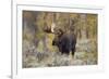 Moose, Alces alces, bull in fall, Grand Teton National Park, Wyoming-Richard & Susan Day-Framed Premium Photographic Print