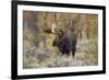 Moose, Alces alces, bull in fall, Grand Teton National Park, Wyoming-Richard & Susan Day-Framed Premium Photographic Print