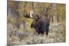 Moose, Alces alces, bull in fall, Grand Teton National Park, Wyoming-Richard & Susan Day-Mounted Premium Photographic Print