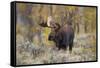 Moose, Alces alces, bull in fall, Grand Teton National Park, Wyoming-Richard & Susan Day-Framed Stretched Canvas