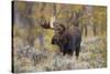 Moose, Alces alces, bull in fall, Grand Teton National Park, Wyoming-Richard & Susan Day-Stretched Canvas