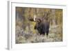 Moose, Alces alces, bull in fall, Grand Teton National Park, Wyoming-Richard & Susan Day-Framed Photographic Print