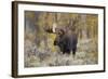 Moose, Alces alces, bull in fall, Grand Teton National Park, Wyoming-Richard & Susan Day-Framed Photographic Print