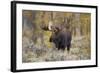 Moose, Alces alces, bull in fall, Grand Teton National Park, Wyoming-Richard & Susan Day-Framed Photographic Print