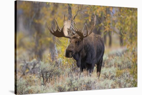 Moose, Alces alces, bull in fall, Grand Teton National Park, Wyoming-Richard & Susan Day-Stretched Canvas