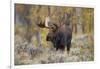 Moose, Alces alces, bull in fall, Grand Teton National Park, Wyoming-Richard & Susan Day-Framed Photographic Print