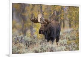 Moose, Alces alces, bull in fall, Grand Teton National Park, Wyoming-Richard & Susan Day-Framed Photographic Print