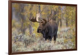 Moose, Alces alces, bull in fall, Grand Teton National Park, Wyoming-Richard & Susan Day-Framed Photographic Print