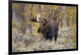 Moose, Alces alces, bull in fall, Grand Teton National Park, Wyoming-Richard & Susan Day-Framed Photographic Print