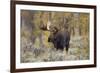 Moose, Alces alces, bull in fall, Grand Teton National Park, Wyoming-Richard & Susan Day-Framed Photographic Print