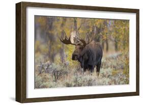 Moose, Alces alces, bull in fall, Grand Teton National Park, Wyoming-Richard & Susan Day-Framed Photographic Print