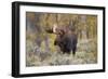 Moose, Alces alces, bull in fall, Grand Teton National Park, Wyoming-Richard & Susan Day-Framed Photographic Print
