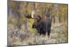 Moose, Alces alces, bull in fall, Grand Teton National Park, Wyoming-Richard & Susan Day-Mounted Photographic Print
