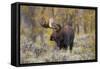 Moose, Alces alces, bull in fall, Grand Teton National Park, Wyoming-Richard & Susan Day-Framed Stretched Canvas