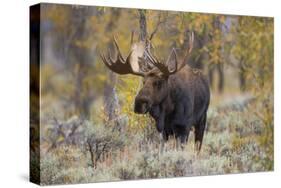 Moose, Alces alces, bull in fall, Grand Teton National Park, Wyoming-Richard & Susan Day-Stretched Canvas