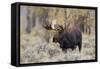 Moose, Alces alces, bull in fall, Grand Teton National Park, Wyoming-Richard & Susan Day-Framed Stretched Canvas