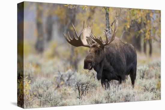Moose, Alces alces, bull in fall, Grand Teton National Park, Wyoming-Richard & Susan Day-Stretched Canvas