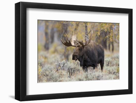 Moose, Alces alces, bull in fall, Grand Teton National Park, Wyoming-Richard & Susan Day-Framed Photographic Print