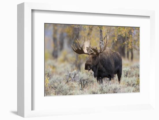 Moose, Alces alces, bull in fall, Grand Teton National Park, Wyoming-Richard & Susan Day-Framed Photographic Print