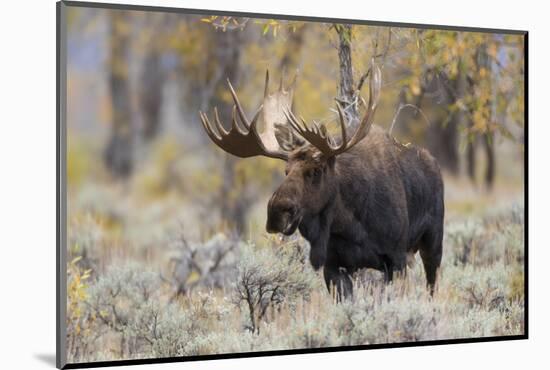 Moose, Alces alces, bull in fall, Grand Teton National Park, Wyoming-Richard & Susan Day-Mounted Photographic Print