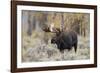 Moose, Alces alces, bull in fall, Grand Teton National Park, Wyoming-Richard & Susan Day-Framed Photographic Print