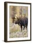 Moose (Alces alces) bull in fall, Grand Teton National Park, Wyoming-Richard & Susan Day-Framed Photographic Print