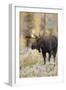 Moose (Alces alces) bull in fall, Grand Teton National Park, Wyoming-Richard & Susan Day-Framed Photographic Print