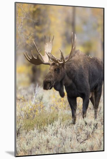 Moose (Alces alces) bull in fall, Grand Teton National Park, Wyoming-Richard & Susan Day-Mounted Photographic Print