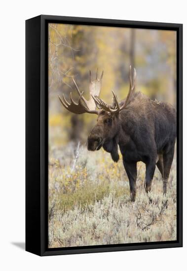 Moose (Alces alces) bull in fall, Grand Teton National Park, Wyoming-Richard & Susan Day-Framed Stretched Canvas