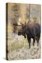 Moose (Alces alces) bull in fall, Grand Teton National Park, Wyoming-Richard & Susan Day-Stretched Canvas