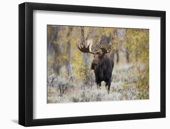 Moose (Alces alces) bull in fall, Grand Teton National Park, Wyoming-Richard & Susan Day-Framed Photographic Print