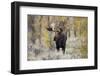 Moose (Alces alces) bull in fall, Grand Teton National Park, Wyoming-Richard & Susan Day-Framed Photographic Print