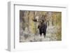 Moose (Alces alces) bull in fall, Grand Teton National Park, Wyoming-Richard & Susan Day-Framed Photographic Print