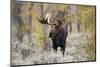 Moose (Alces alces) bull in fall, Grand Teton National Park, Wyoming-Richard & Susan Day-Mounted Photographic Print