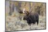 Moose (Alces alces) bull in fall, Grand Teton National Park, Wyoming-Richard & Susan Day-Mounted Photographic Print