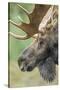 Moose (Alces alces) bull portrait,  Baxter State Park, Maine, USA.-George Sanker-Stretched Canvas