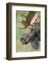 Moose (Alces alces) bull portrait,  Baxter State Park, Maine, USA.-George Sanker-Framed Photographic Print