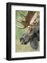 Moose (Alces alces) bull portrait,  Baxter State Park, Maine, USA.-George Sanker-Framed Photographic Print