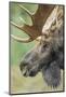 Moose (Alces alces) bull portrait,  Baxter State Park, Maine, USA.-George Sanker-Mounted Photographic Print