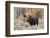 Moose (Alces alces) bull standing in a forest, Grand Teton National Park, Wyoming, USA-Richard Day-Framed Photographic Print