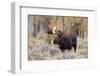 Moose (Alces alces) bull standing in a forest, Grand Teton National Park, Wyoming, USA-Richard Day-Framed Photographic Print