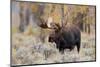 Moose (Alces alces) bull standing in a forest, Grand Teton National Park, Wyoming, USA-Richard Day-Mounted Photographic Print