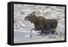 Moose (Alces Alces) Calf on a Winter Morning-James Hager-Framed Stretched Canvas