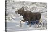 Moose (Alces Alces) Calf on a Winter Morning-James Hager-Stretched Canvas