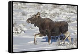 Moose (Alces Alces) Calf on a Winter Morning-James Hager-Framed Stretched Canvas